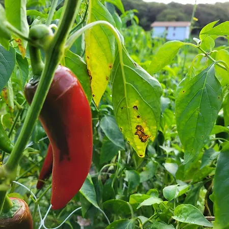 Maison Basque De Charme Avec Piscine