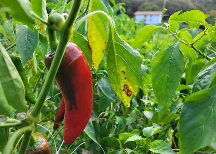 Maison Basque De Charme Avec Piscine